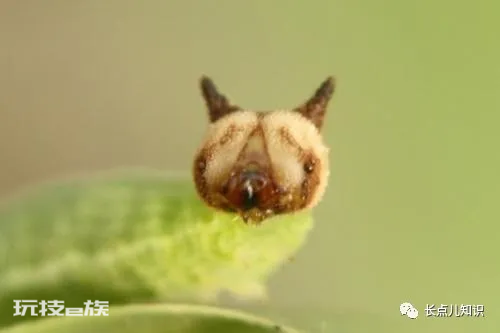 世界十大怪虫排行榜(世界上十大最奇怪的昆虫排名)-图片4